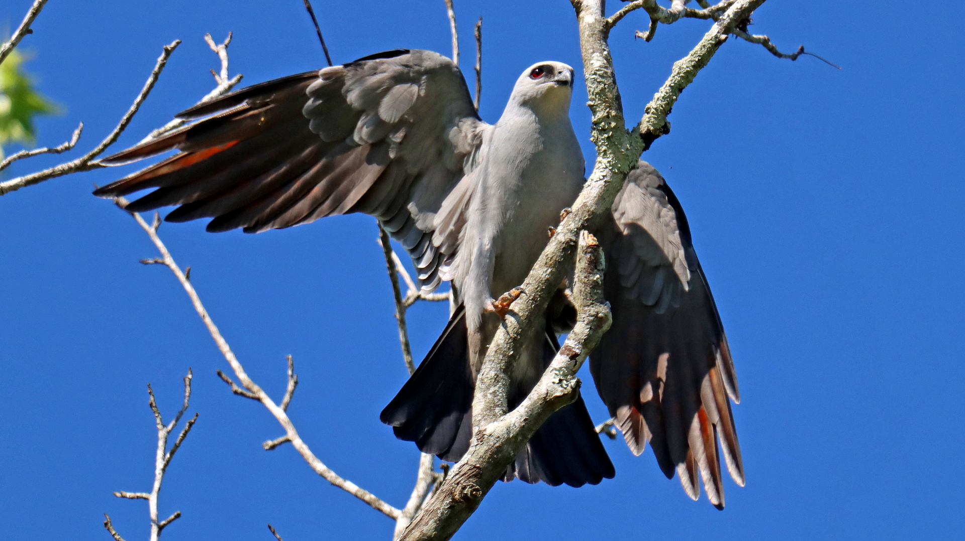 mississippi kite birds of prey delaware