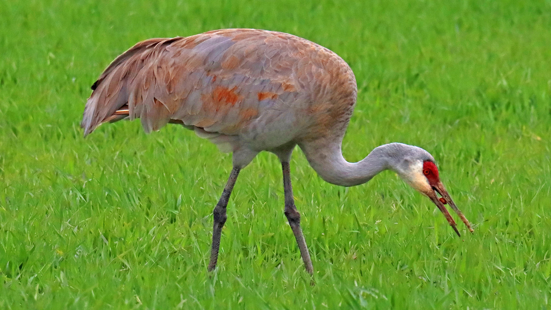 Sand Hill Cranes – Dannys Wildlife