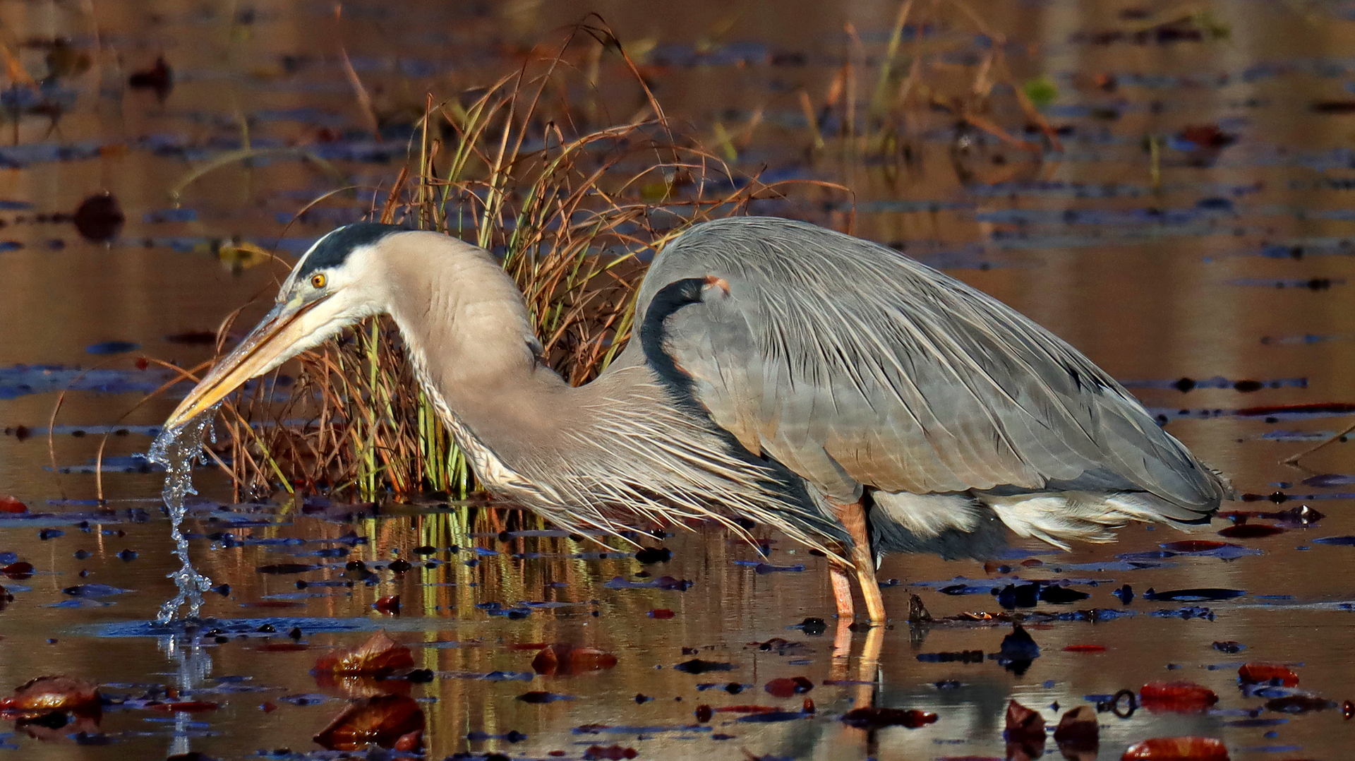 Herons and Egrets – Dannys Wildlife