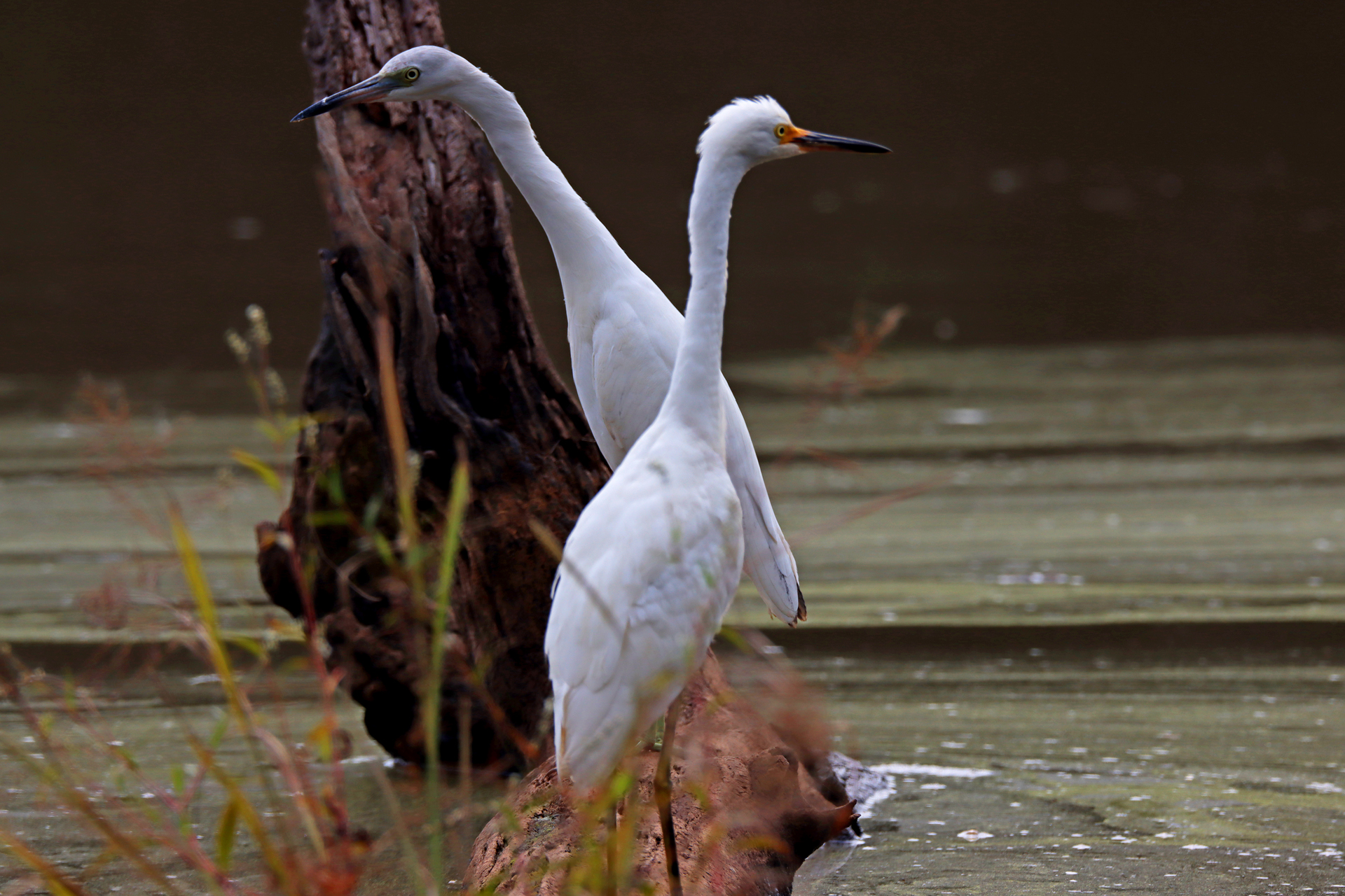 Herons And Egrets Dannys Wildlife