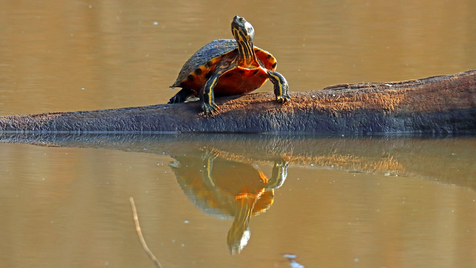 Reptiles and Amphibians – Dannys Wildlife