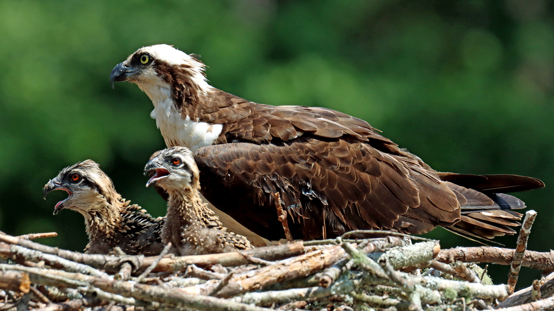 Pebbles, Bam Bam, and the Babies – Dannys Wildlife